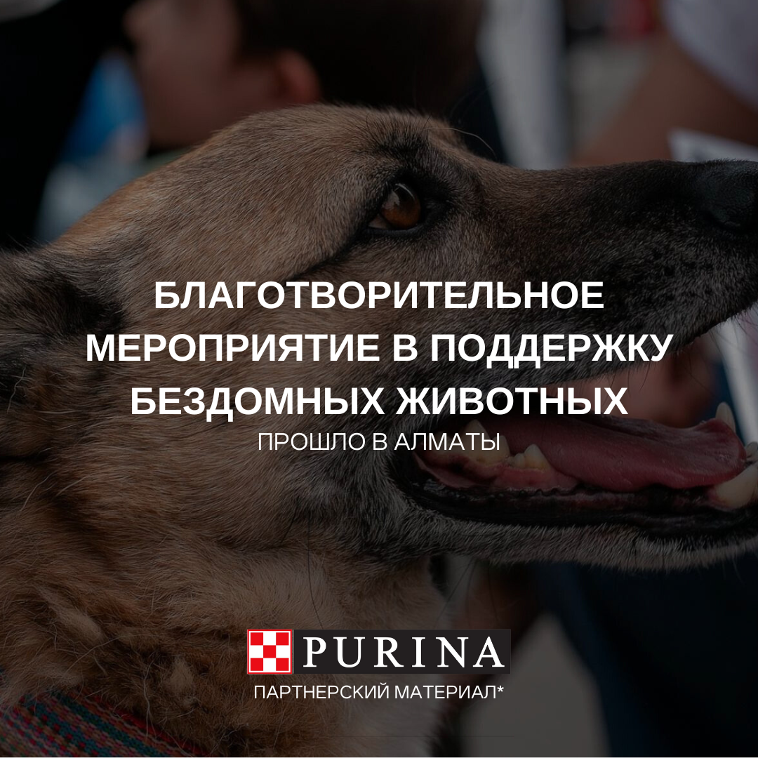 Благотворительное мероприятие в поддержку бездомных животных от PURINA